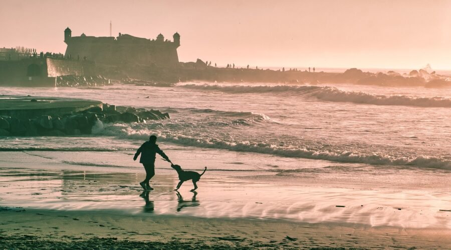 Pourquoi choisir GoCanin pour vos vacances avec votre animal ?