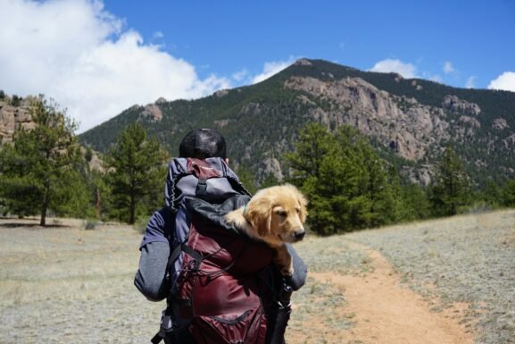 chien dans le sac à dos d'un randonneur