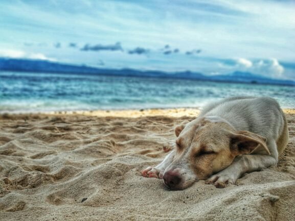 labrador allongé sur le sable au bord de la plage